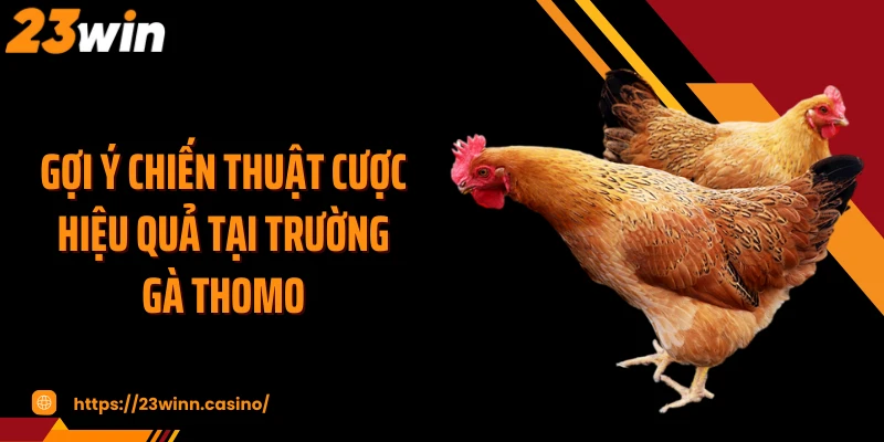 Gợi ý chiến thuật cược hiệu quả tại trường gà Thomo