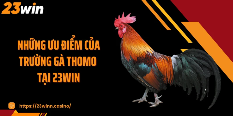 Những ưu điểm của trường gà Thomo tại 23WIN