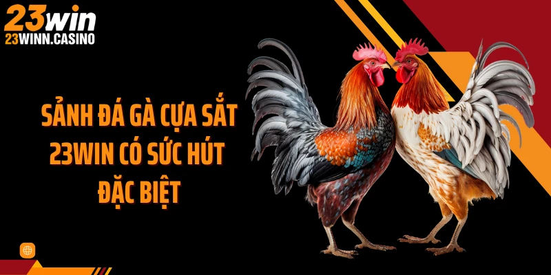 Sảnh đá gà cựa sắt 23WIN có sức hút đặc biệt